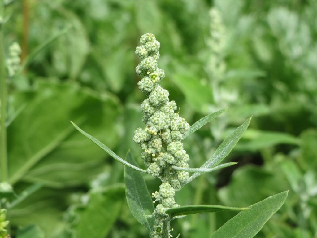 white goosefoot