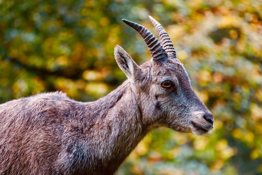 wild goats