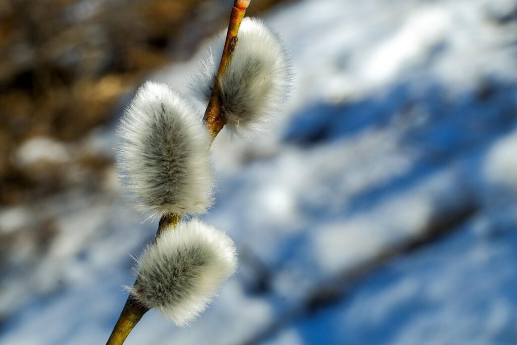 willow genus