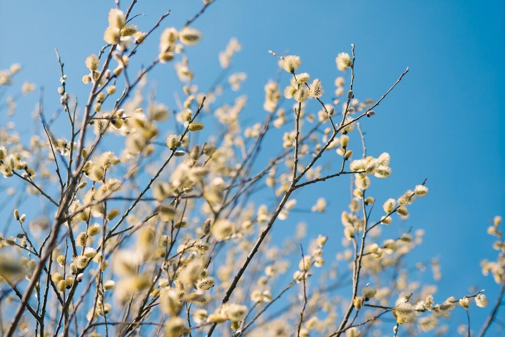pussy willow tree