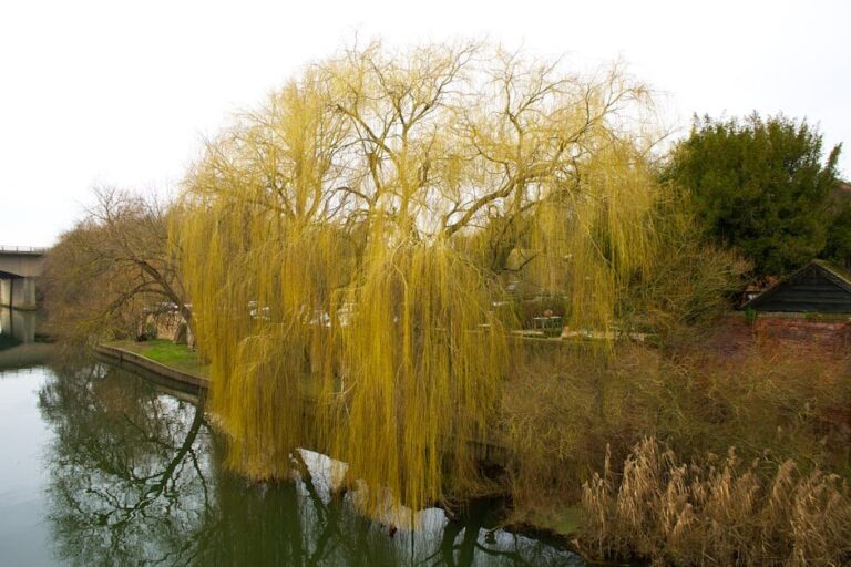 willow tree varieties uk