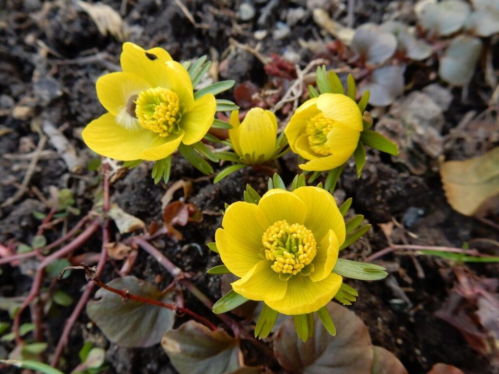 eranthis hyemalis winter aconite