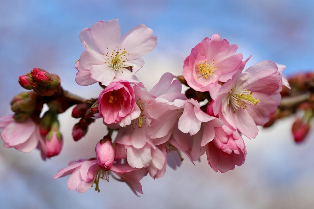 winter cherry