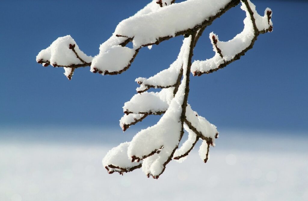 plants to grow in winter