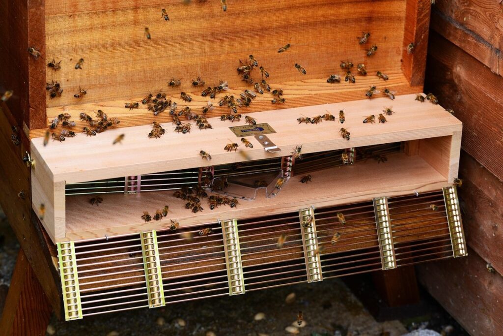 wood boring bees traps for garden protection