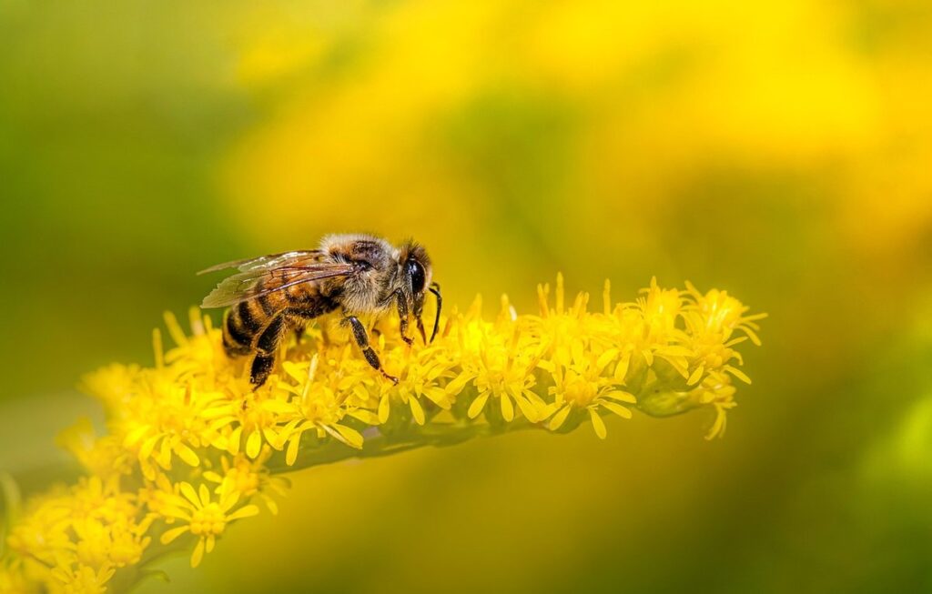 fly yellow and black