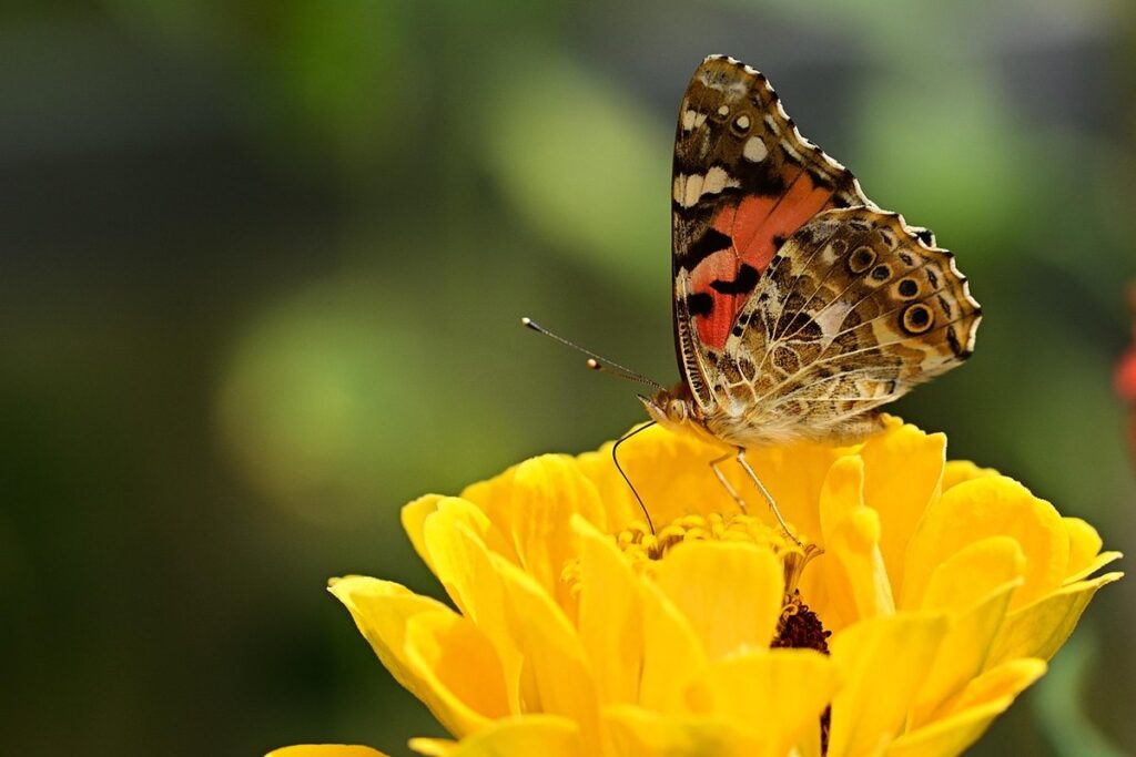 what do yellow butterflies mean in gardens