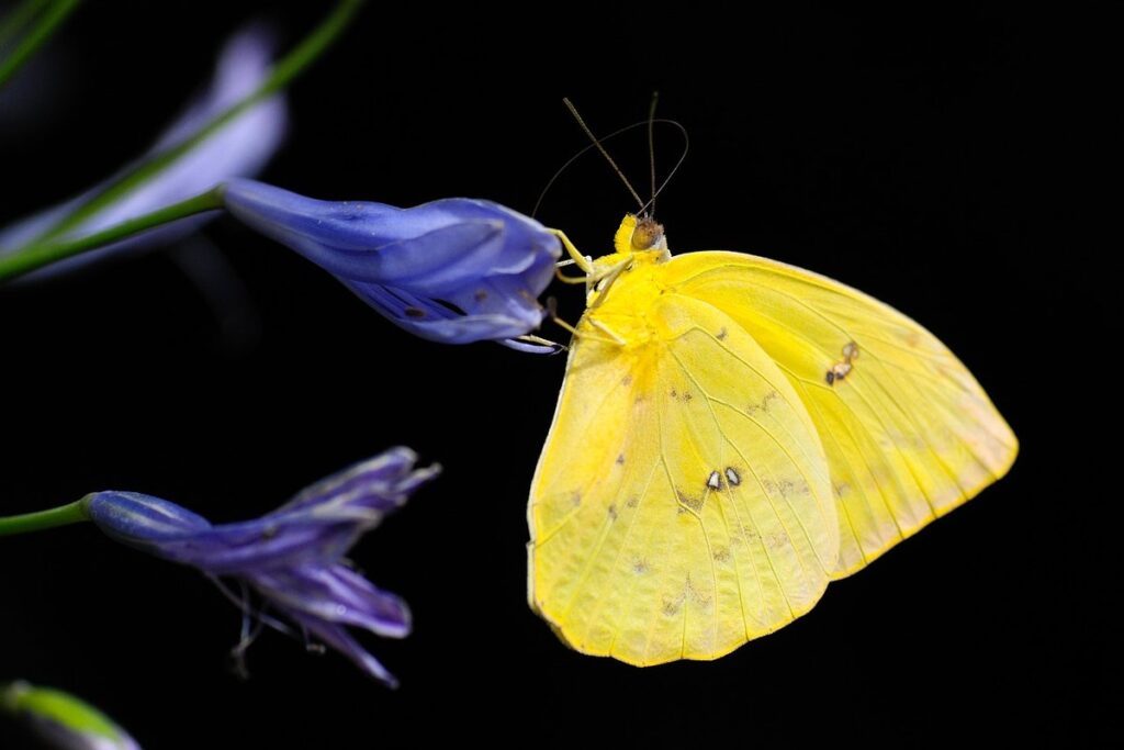 fly with yellow stripes
