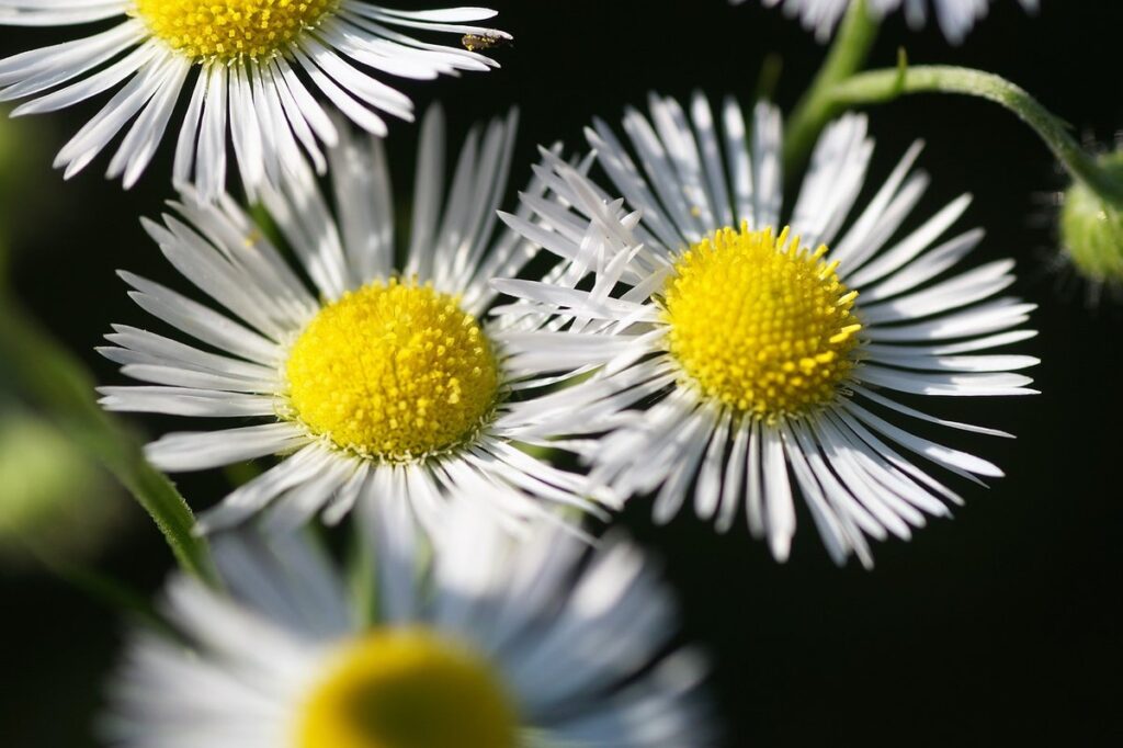 yellow flower weeds