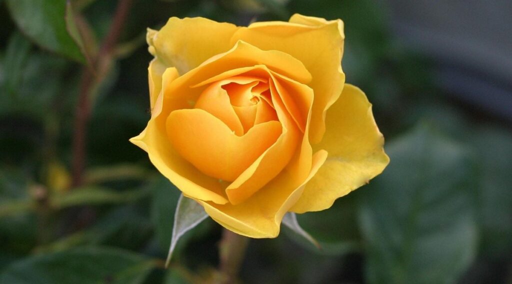 yellow flowering plants
