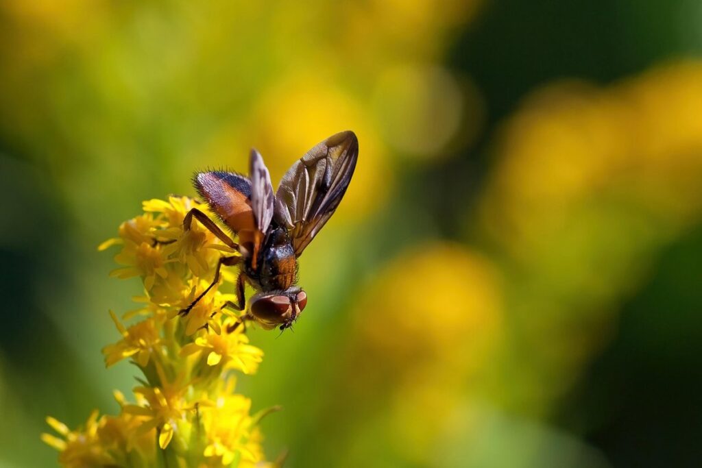 yellow and black fly in gardens