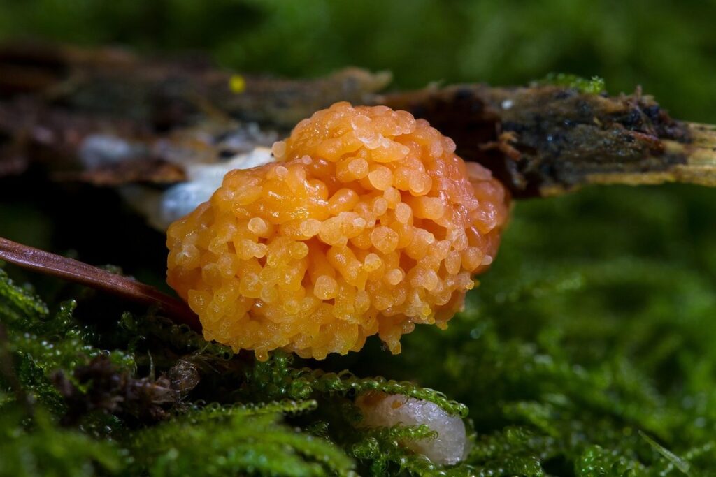 slime mold dog vomit