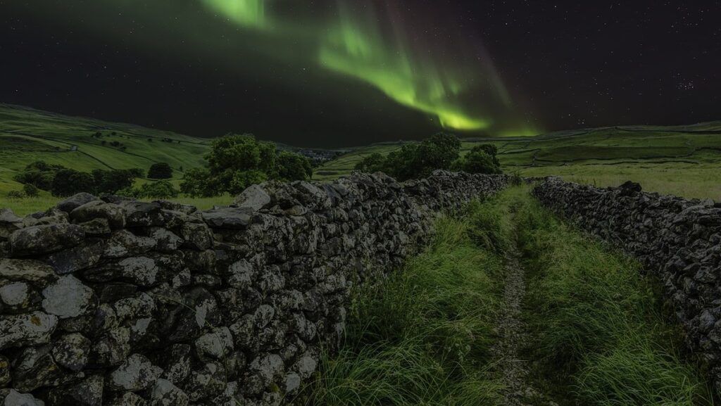 yorkshire fog grass