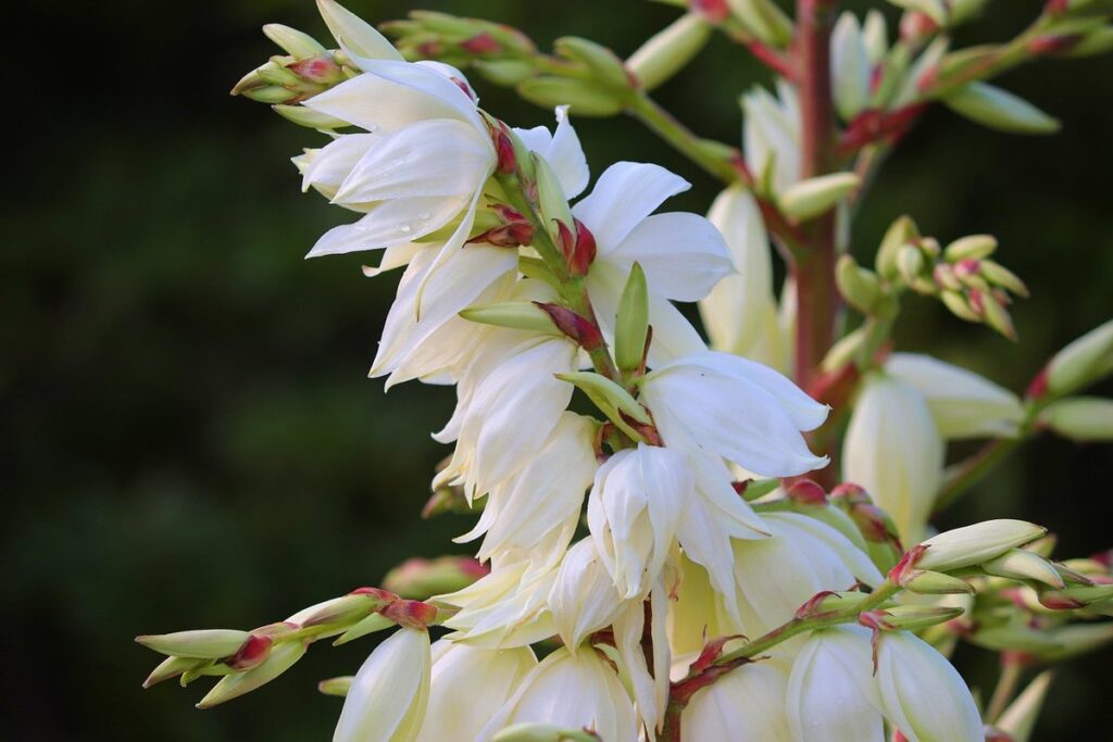 yucca plant with flowers