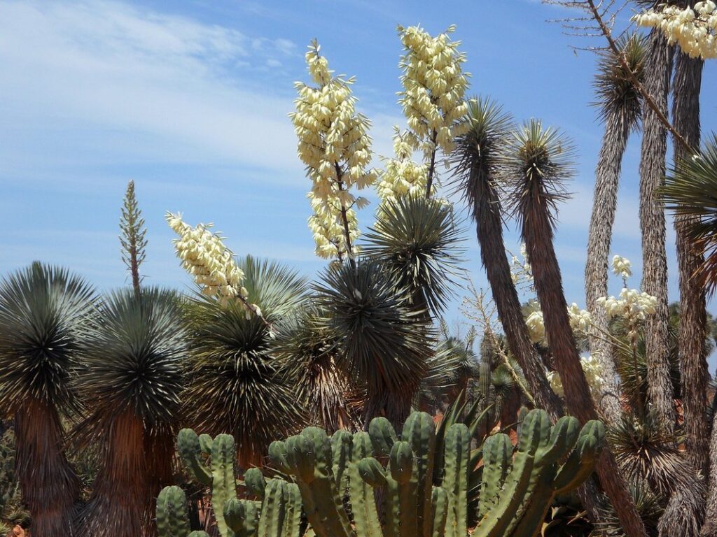 blooming yucca plant