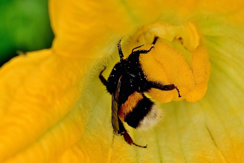 zucchini pollination