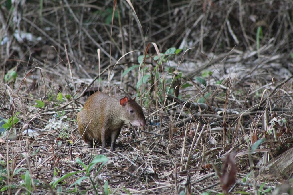 a shrew