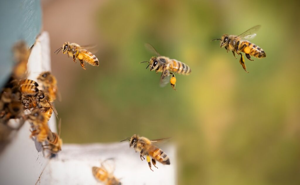 abejas polinizando flores