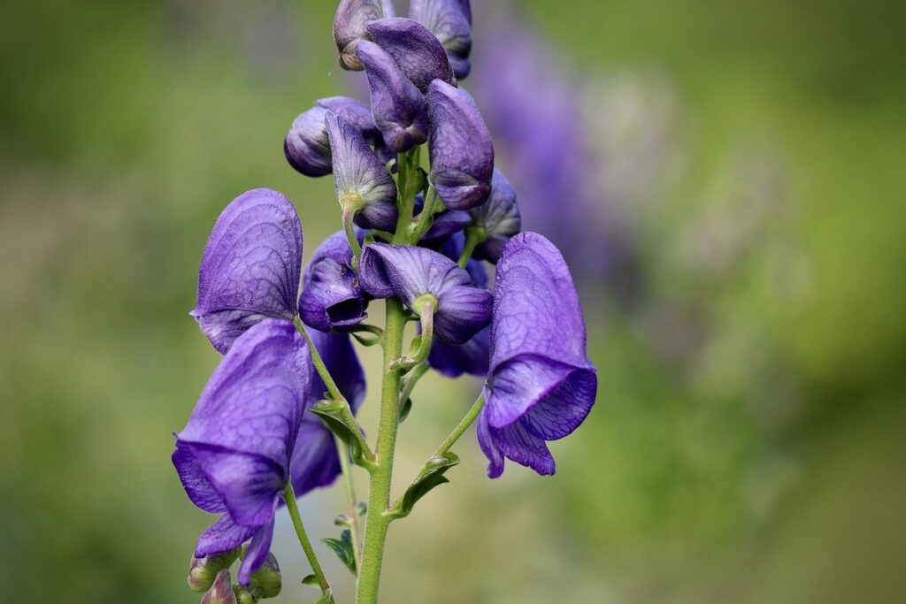 aconite aconitum napellus