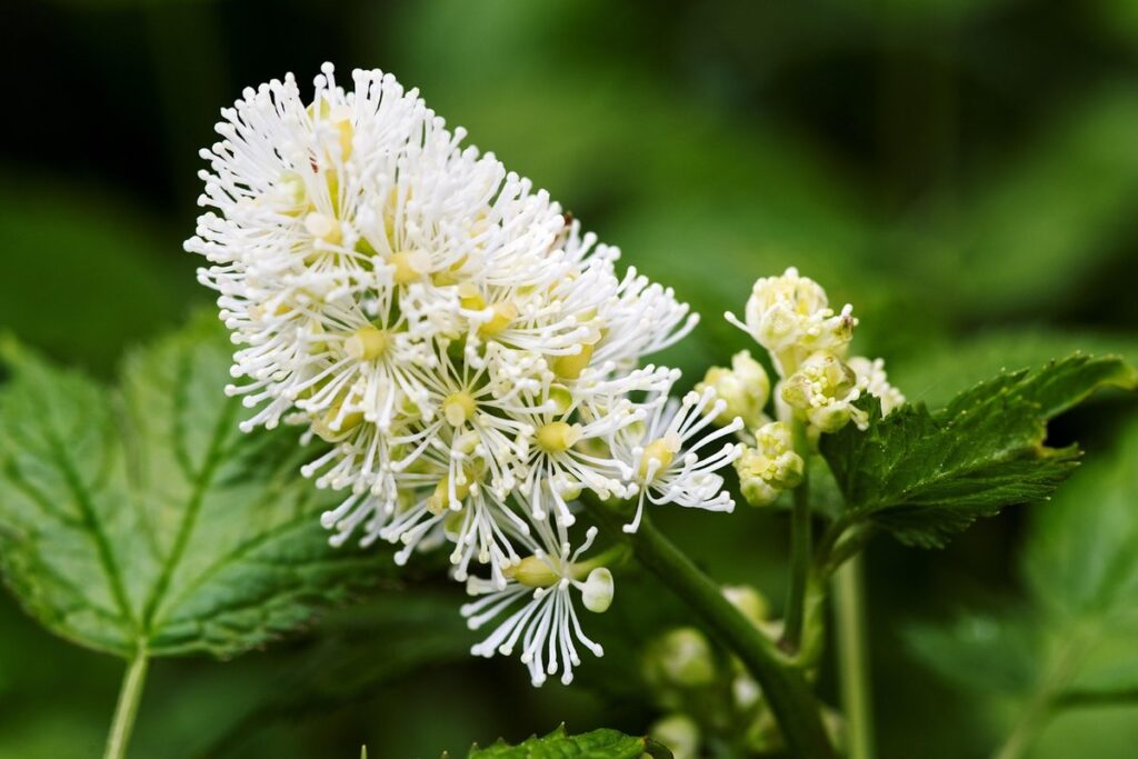 actaea pachypoda