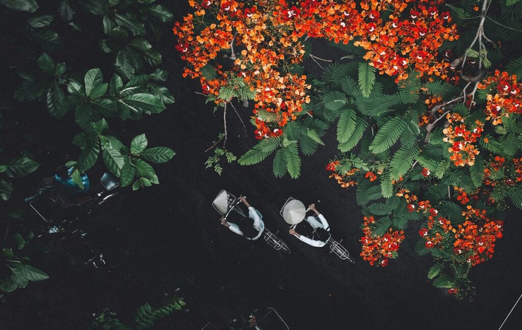 aerial rootlets