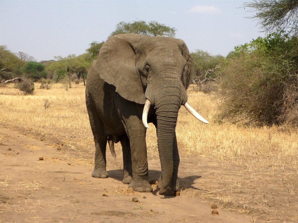 african milk bush
