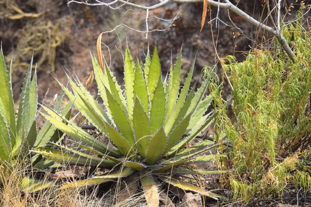 agave flower stalk