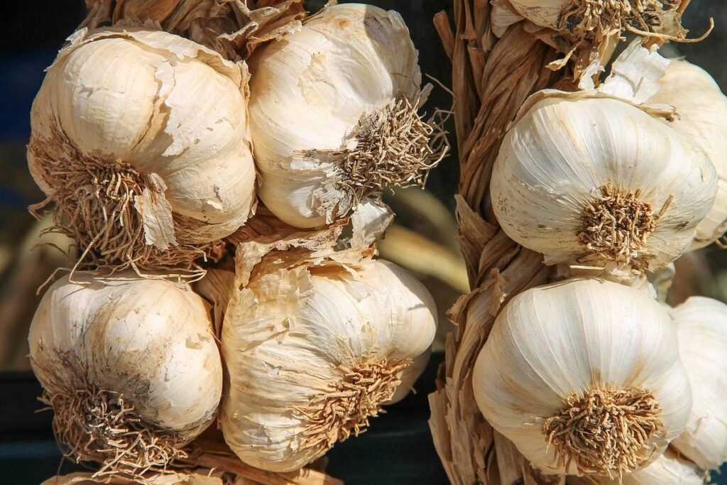 allium garlic chives