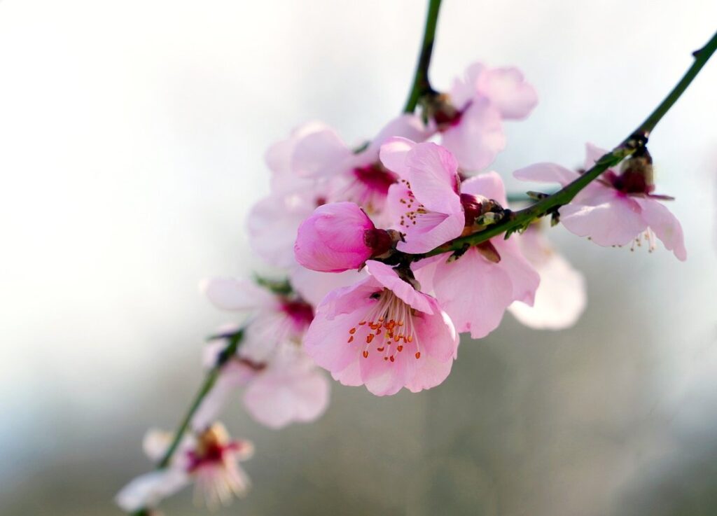 almond trees for honey production
