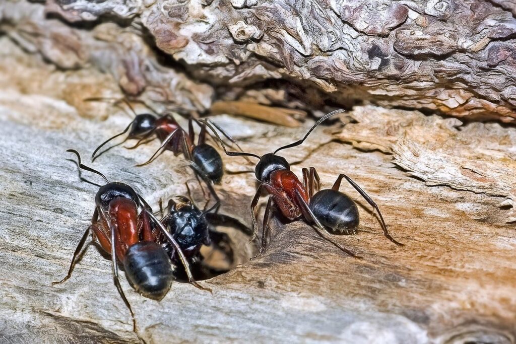 how do you kill an ant colony