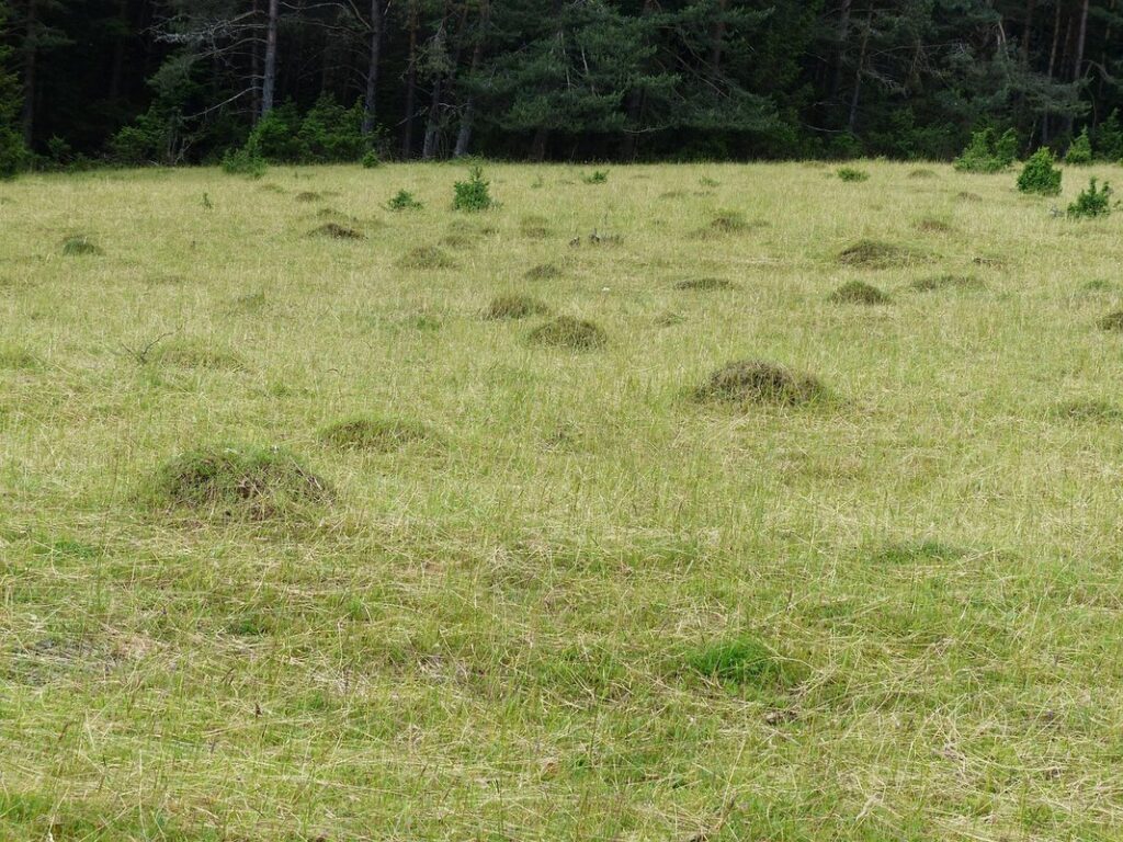 how to get rid of ant hills in lawn uk