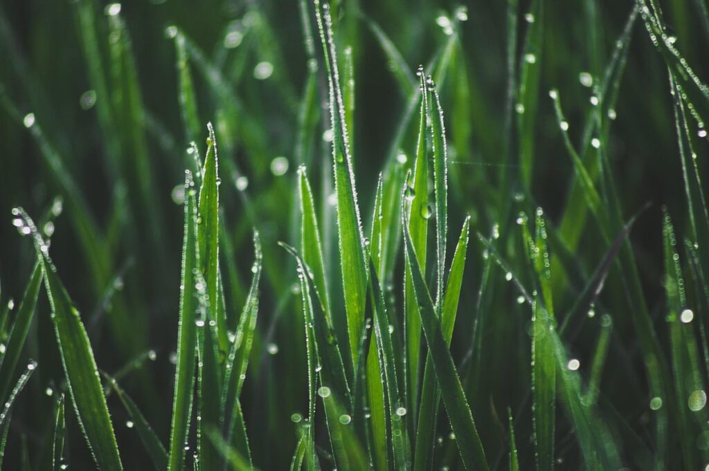 Ants in grass