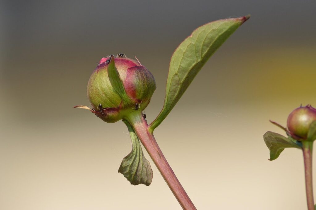 ants on peonies