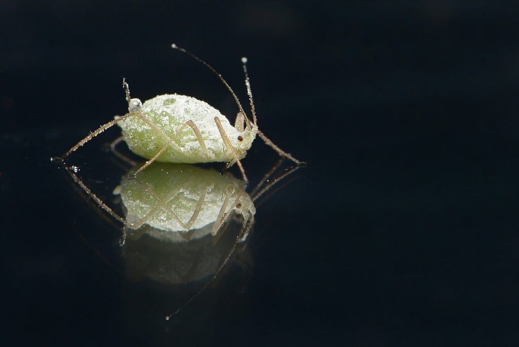 aphids on indoor plants