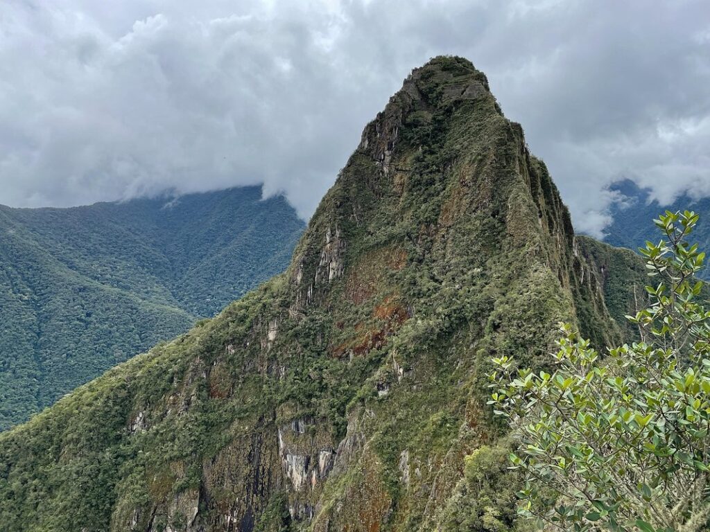 apple of peru