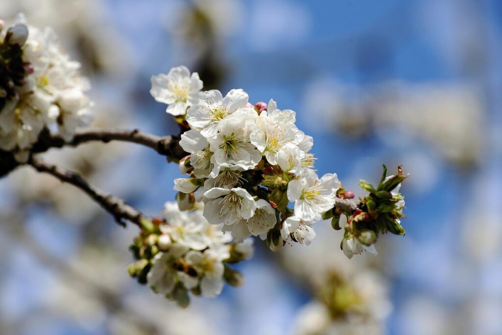 apple plant from seed
