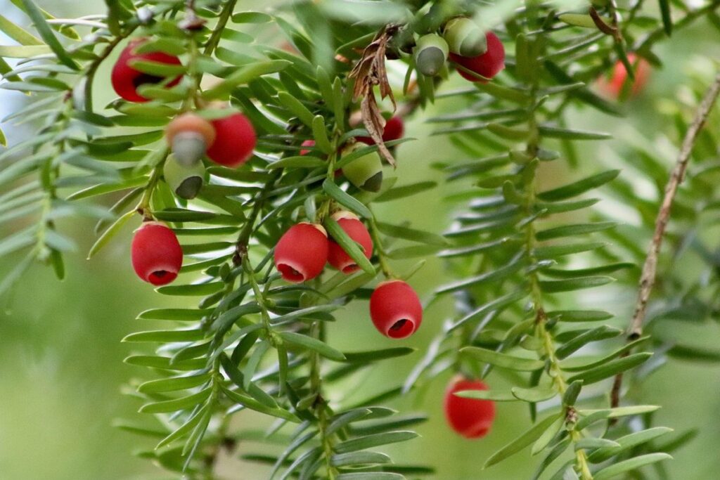 are apple seeds poisonous to humans