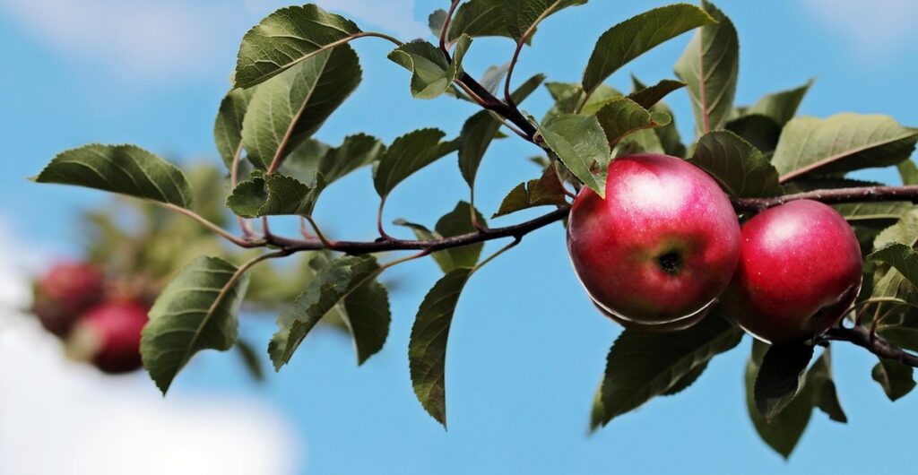 apple tree growing from seed