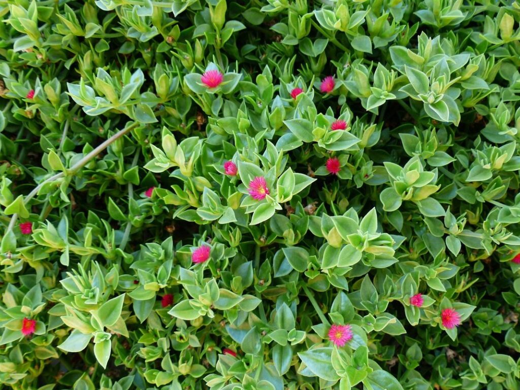 aptenia cordifolia
