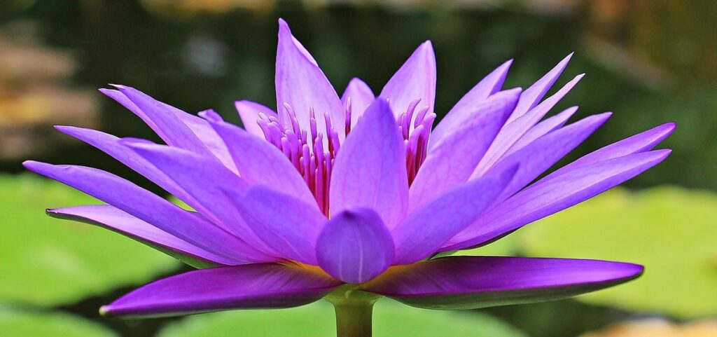 swan-friendly aquatic plants for gardens