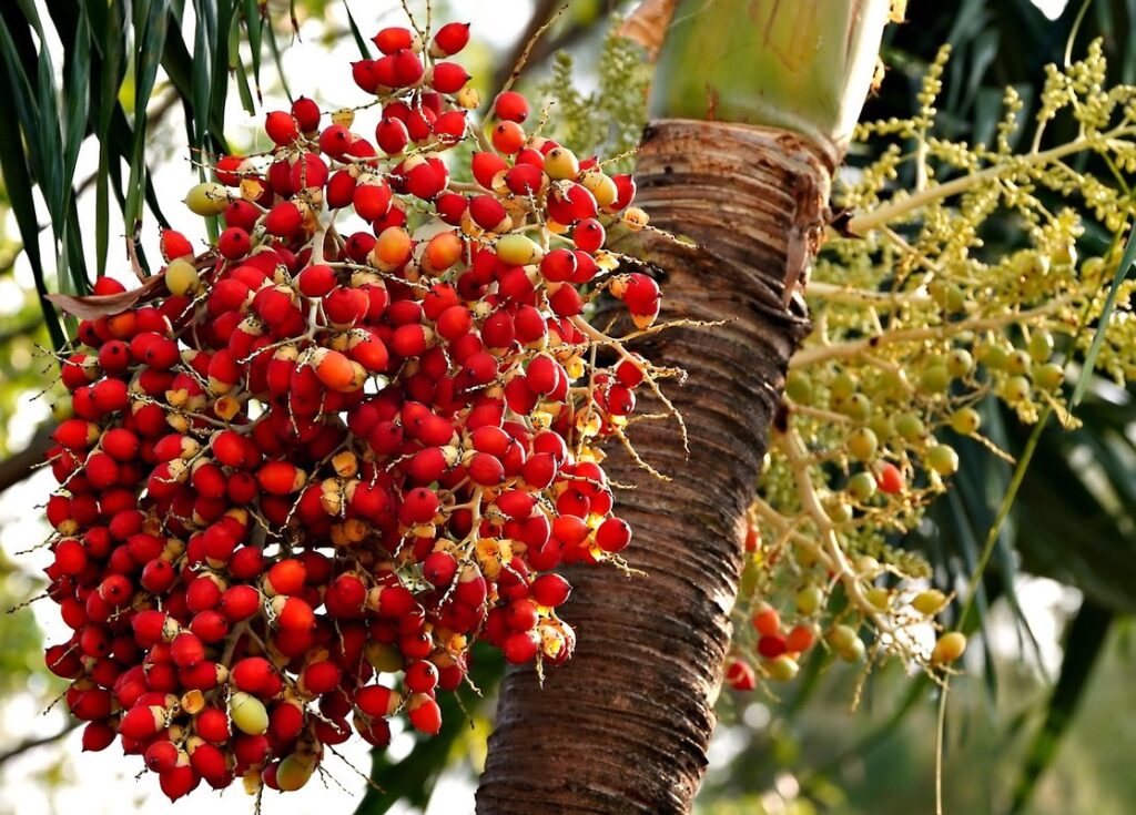 areca palm houseplant