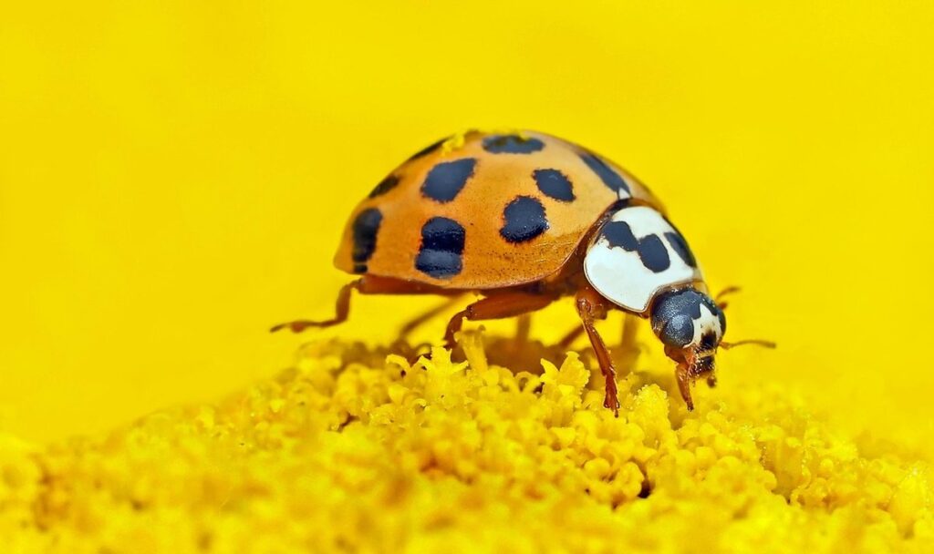 asian beetle bites
