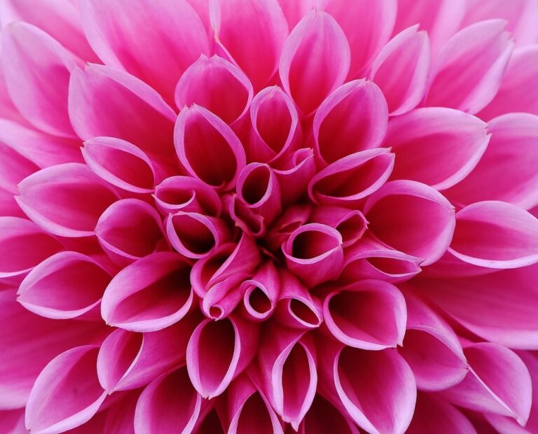 asteraceae family