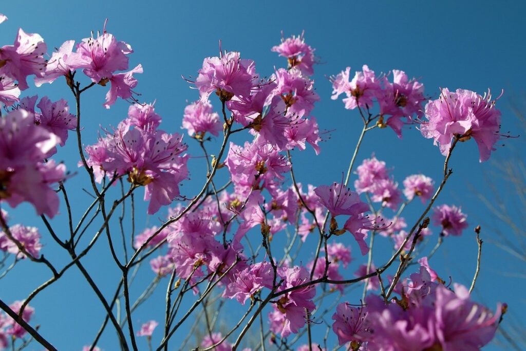 azalea plant indoor
