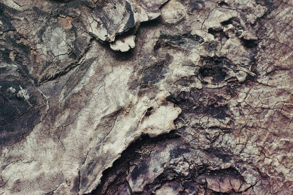 trees with peeling bark