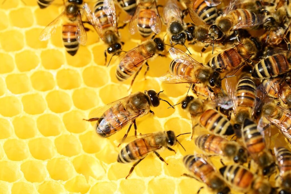 how long does it take bees to make honeycomb