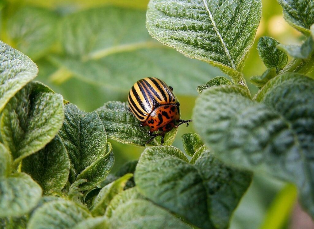 beetles on potatoes