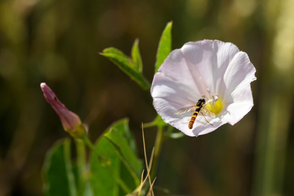 bindweed hedge
