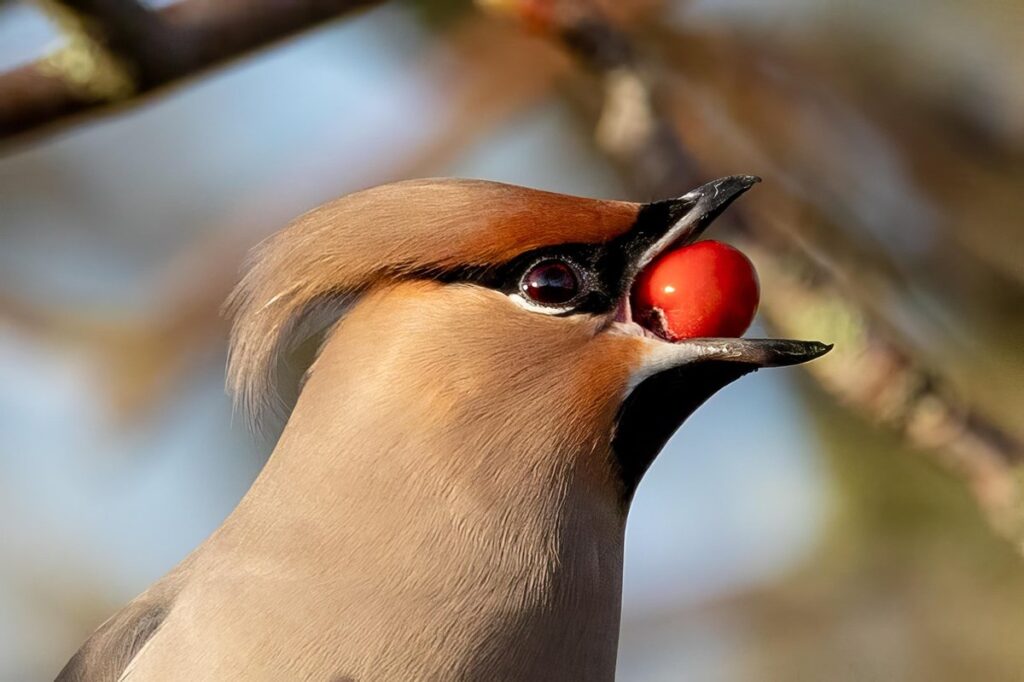 can birds eat berries
