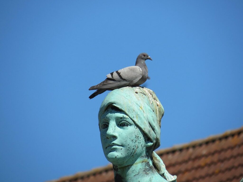 is bird feces dangerous
